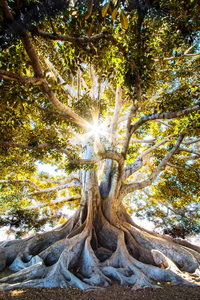 Simbolismo del árbol